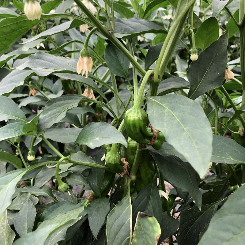 苏北农家自种新鲜虎皮薄皮青辣椒青椒菜椒牛角椒时令新鲜蔬菜现摘 3斤