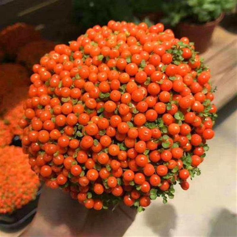 品质保证珍珠橙盆栽室内桌面盆景客厅y办公室宿舍多肉植物珍珠橙不含