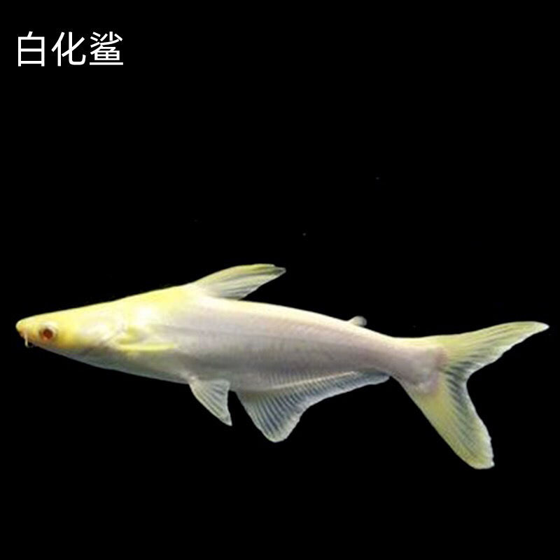 淡水鲨鱼成吉思汗鲨蓝鲨鱼大白鲨虎头鲨鱼白化鲨热带鱼观赏鱼活体1214