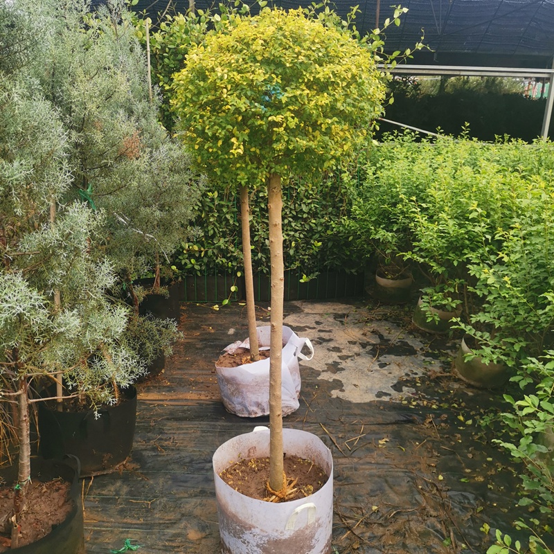 花鏡植物川滇蠟樹亮金女貞藍冰柏棒棒糖系列庭院造型盆栽觀葉植物