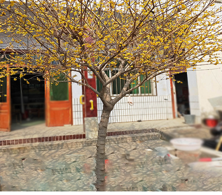 澳洲腊梅树苗庭院红梅盆栽地栽原生骨里红丛生蜡梅绿梅朱砂梅树苗树状