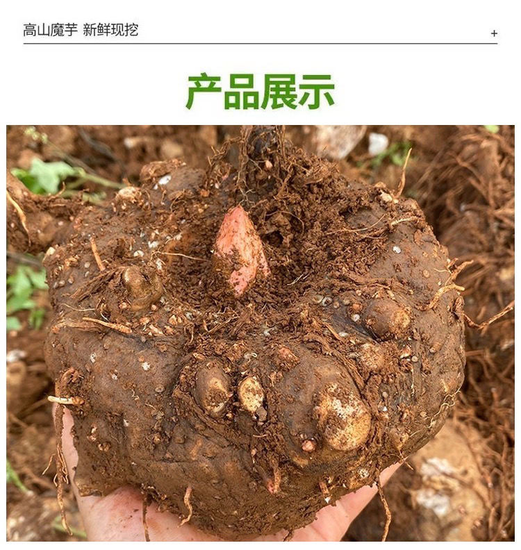 雲南魔芋新鮮現挖現發生魔芋頭特產魔芋豆腐原料大魔芋頭新鮮魔芋 鮮