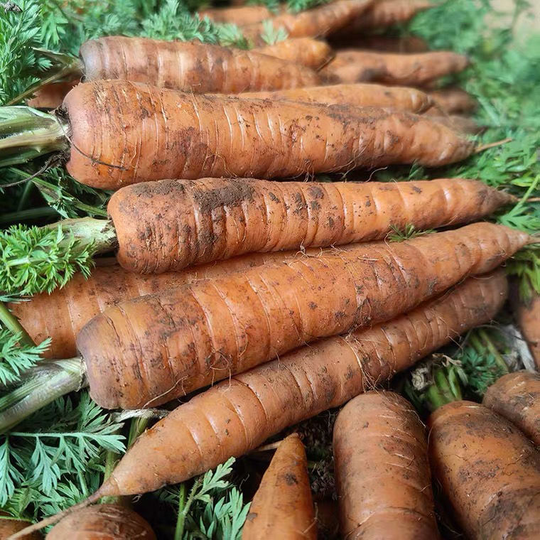 新品云南新鲜胡萝卜小胡萝卜新鲜带叶胡萝卜红萝卜甜脆小萝卜带叶