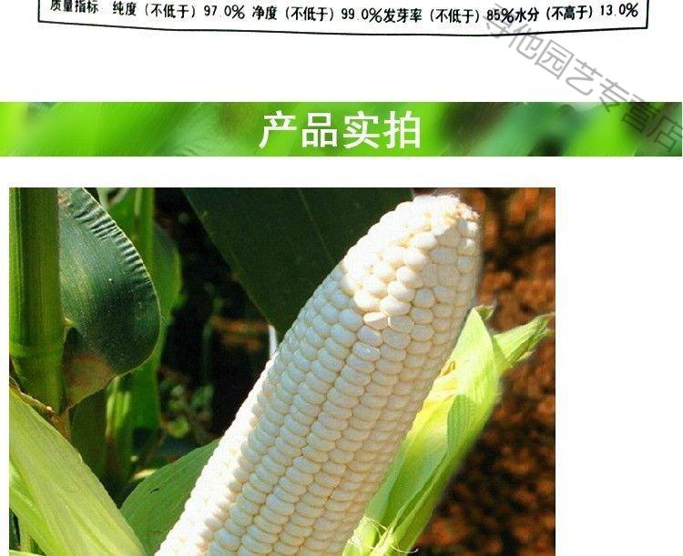 60天可上市香糯一号特早熟粘玉米种子 杂交早熟55天香甜糯玉米种 白甜