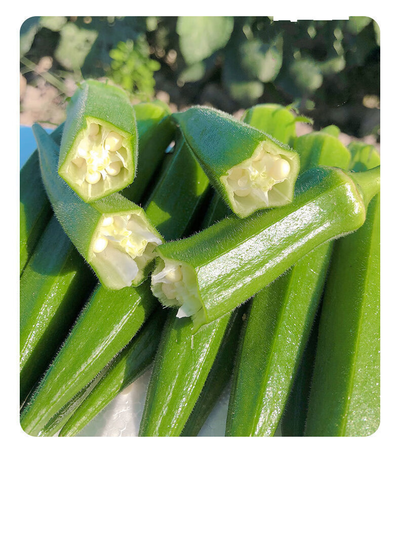 山东新鲜秋葵装水果黄秋葵美味生鲜农家蔬菜羊过年送礼送人年货3斤