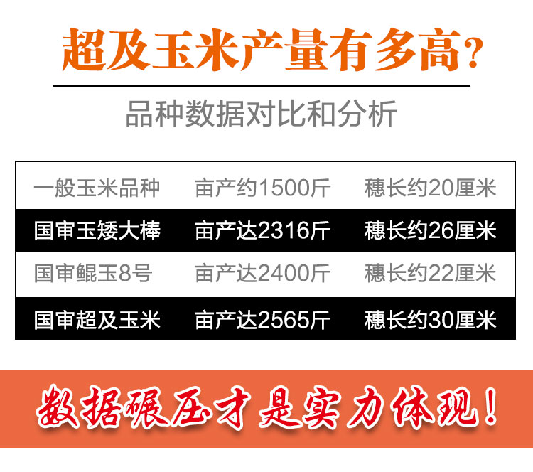 矮大棒沈玉21大田种植杂交玉米种子基地高产大穗抗病国审玉米矮大棒沈