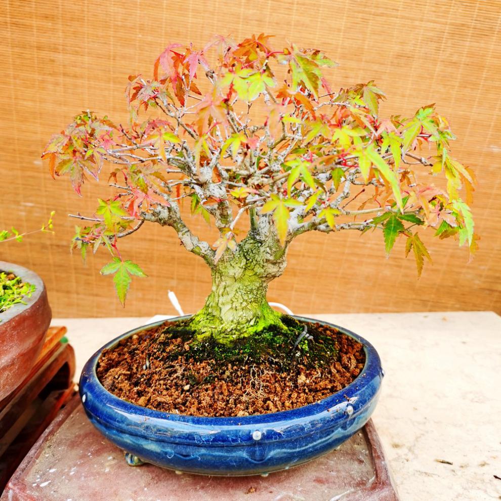盆栽老桩四季红枫树苗带叶子室内阳台庭院植物12年矮化黄金枫不含盆