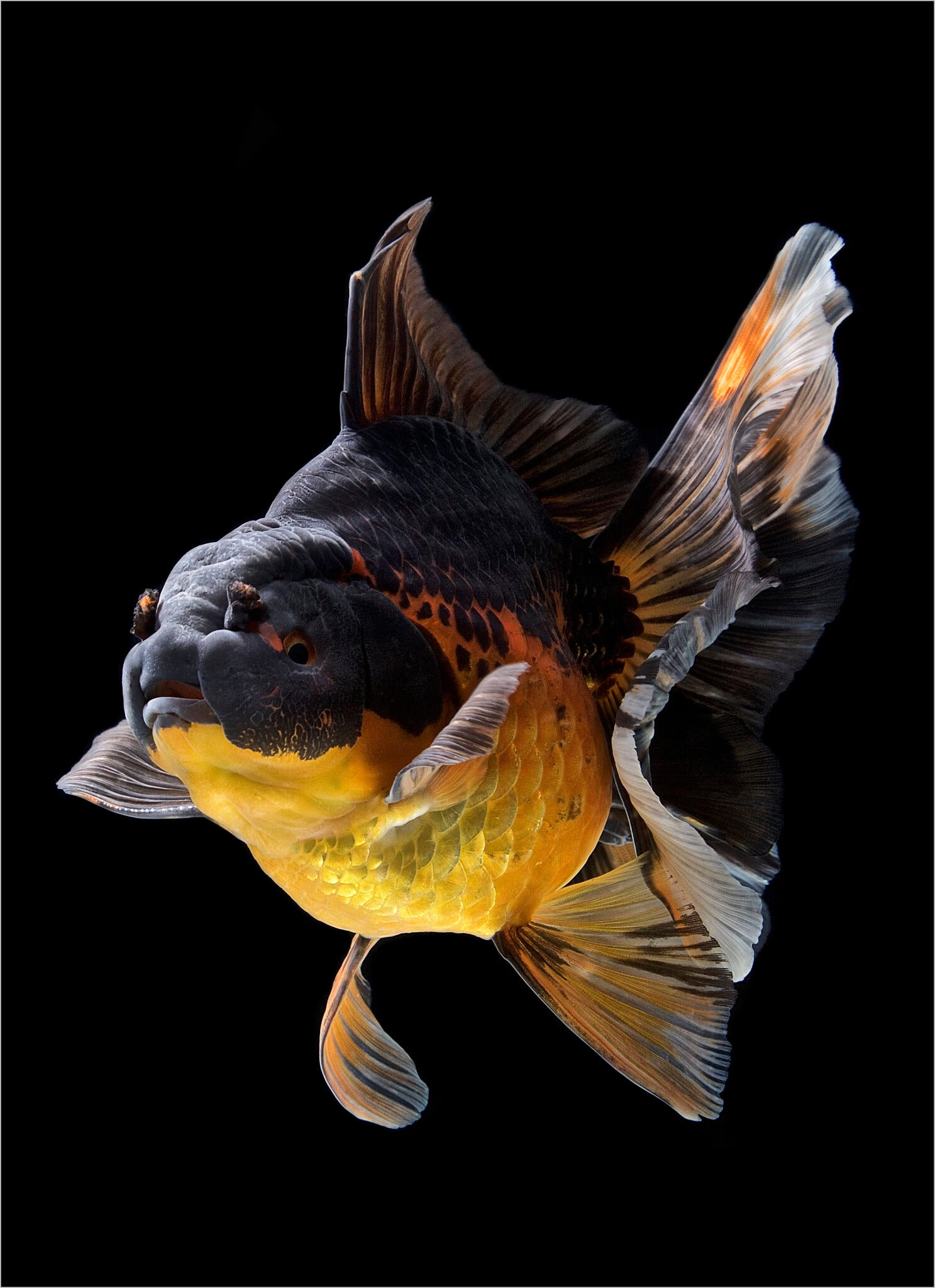 ajaj百褶泰狮金鱼精品活鱼进口f1泰狮红白菠萝泰师百褶裙好养包活国粹