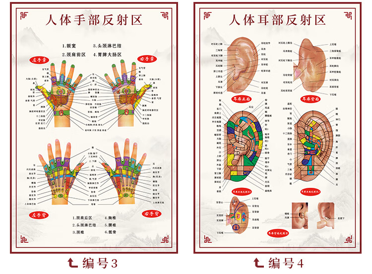 人體耳部全息圖手足部反射區掛圖經絡穴位圖牆貼中醫養生宣傳海報3手