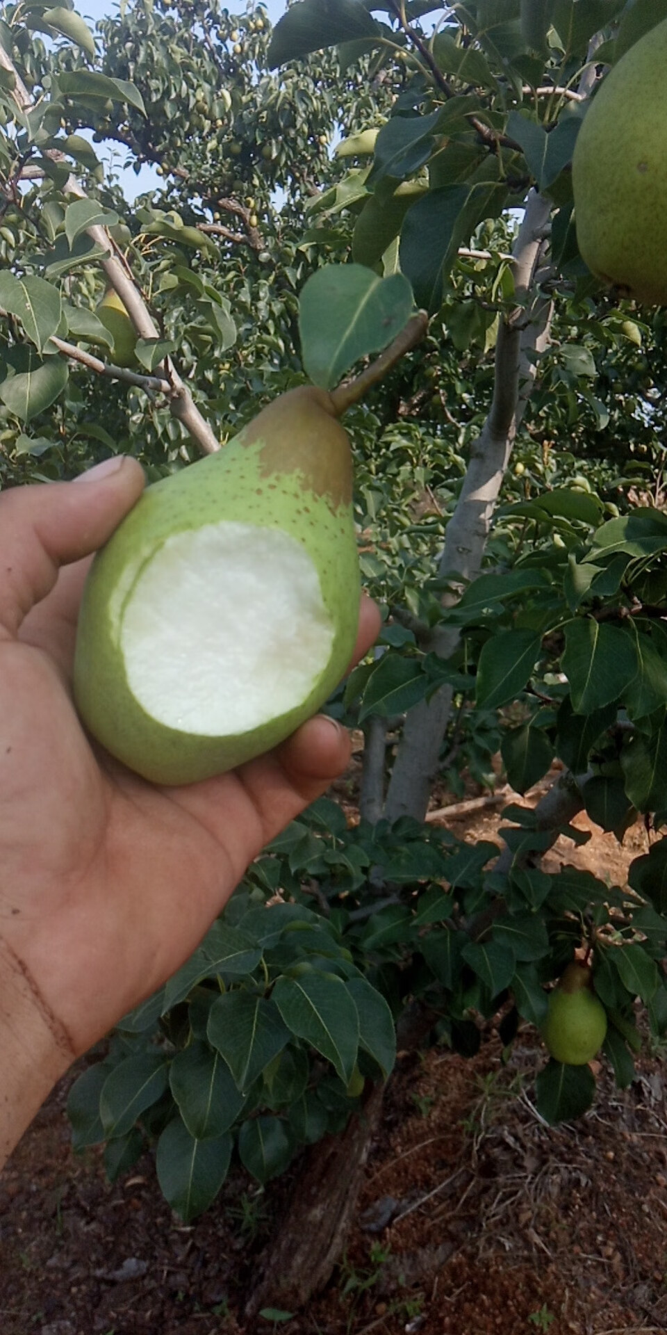 东北茄梨2斤3斤5斤装软糯大头梨不是烟台太婆梨子新鲜水果5斤大果