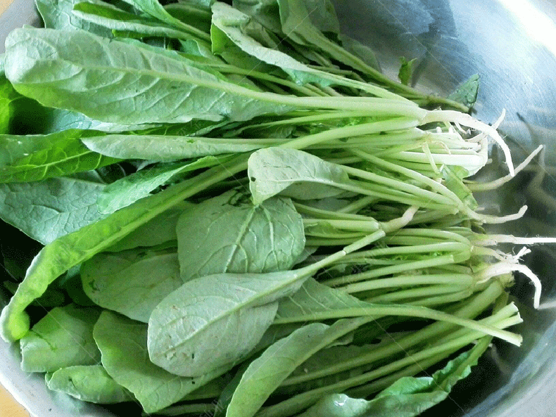 四季萝卜苗种子小萝卜菜樱子种籽青菜籽速生高产阳台盆栽蔬菜种子 四