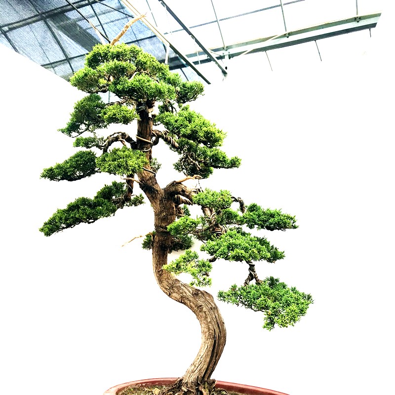 文人造型高杆真柏盆景大树型阳台庭院植物花卉南北适宜耐寒耐旱松浅