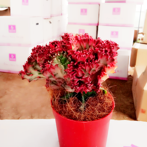 绿植花卉彩色麒麟植物盆栽玉麒麟绿植花卉彩春峰多肉绿麒麟大盆不含盆