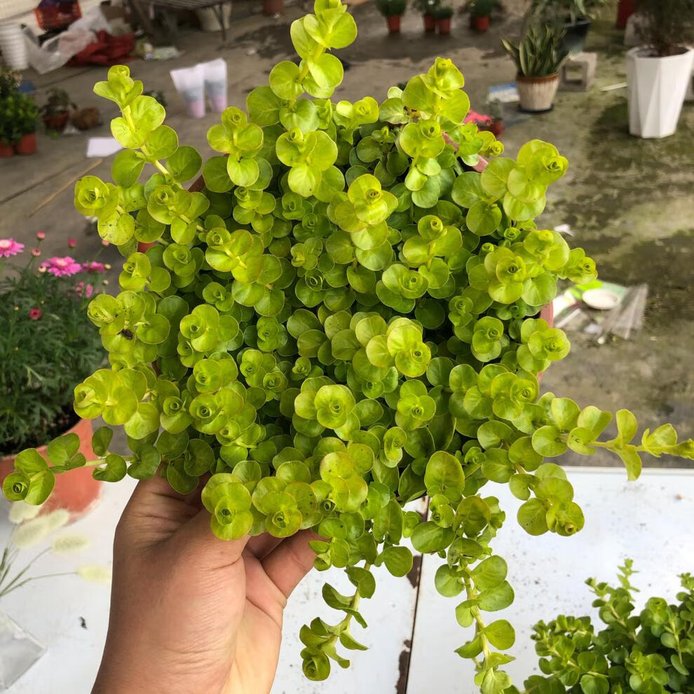 黄金串吊兰金叶过路黄垂钓植物沼泽挺水植物 四季常青地被苗 水培