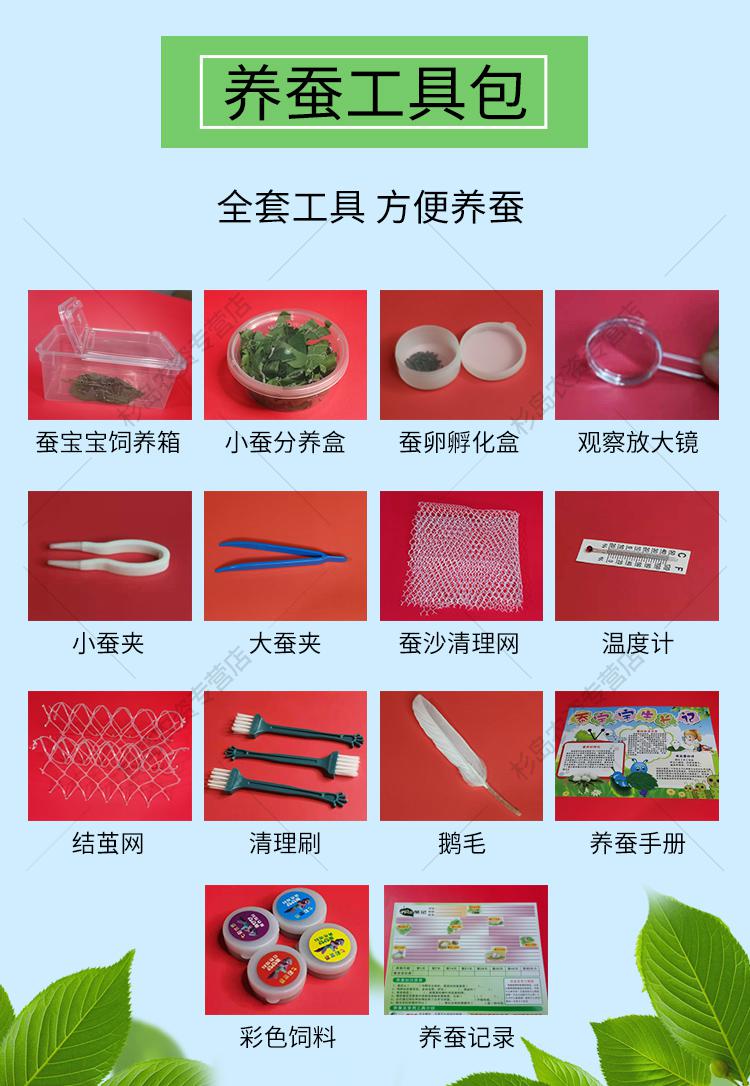 蚕宝宝套装活体饲养箱新鲜嫩桑叶蚕饲料学生养蚕七彩蚕金丝蚕蚕卵彩色
