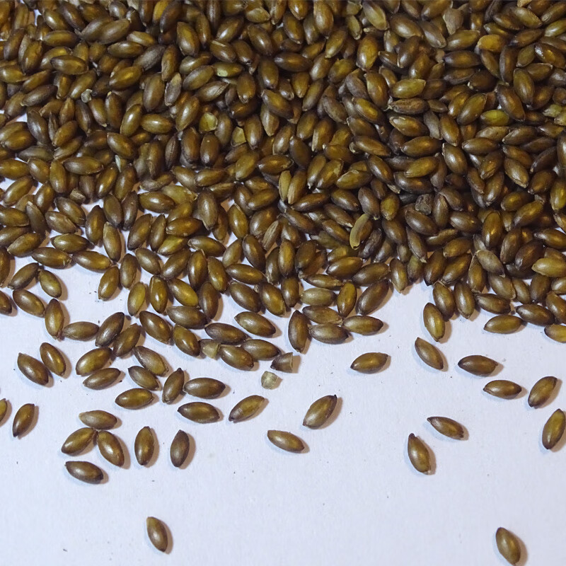 【野燕麦】血燕麦 野燕麦米杂粮 血钻野燕麦 野生燕麦仁 菰米【图片