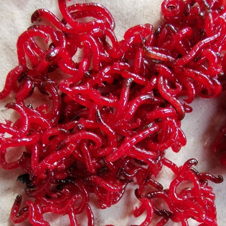 鱼饵红虫活饵鲜活鱼饵公虫大号特大号黑头公虫鲫鱼拉饵钓鱼血虫野钓10