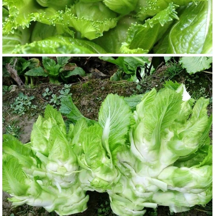 兒菜種籽 芥菜種子 四川特色 娃娃菜抱子芥菜籽 秋季田園蔬菜種子 兒