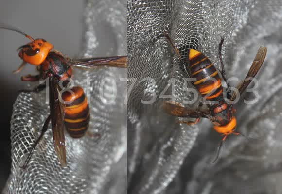 金环大虎头蜂野生胡蜂马蜂土地蜂黄蜂地龙蜂活蜂现泡100只蜂泡酒 2斤