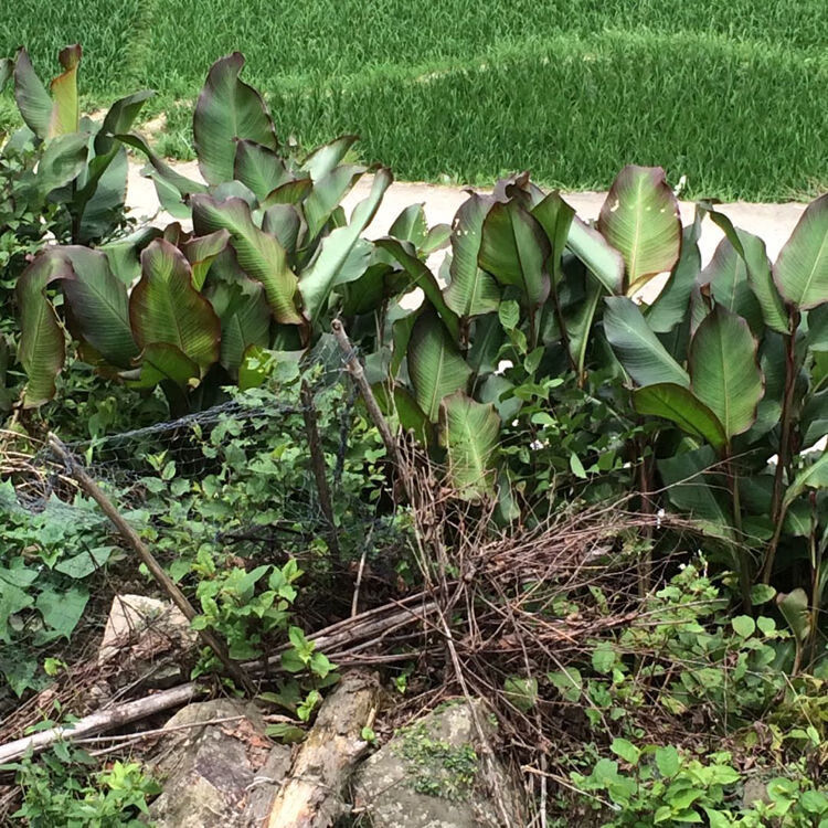 农家蕉芋粉番芋粉芭蕉芋粉烧仙草拌肉500克u25【图片 价格 品牌 报价