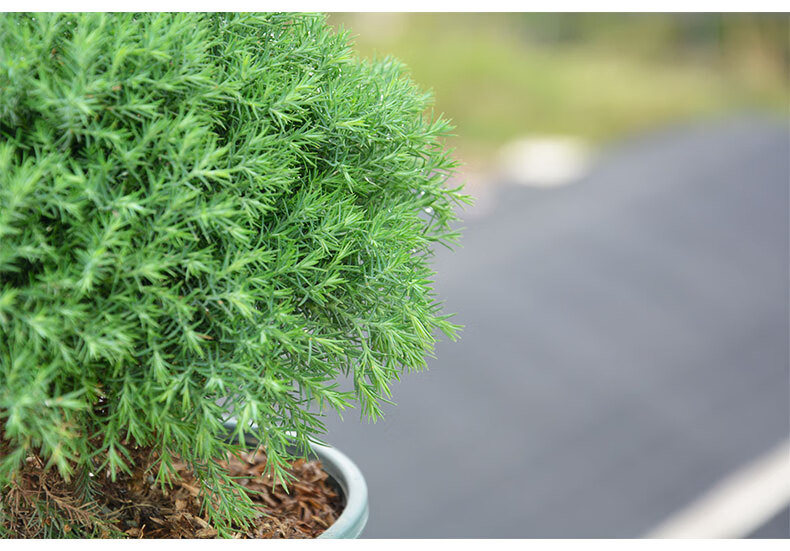 雾松盆栽耐寒植物雾凇四季常青绿植室内办公室桌面小盆景阳台好养