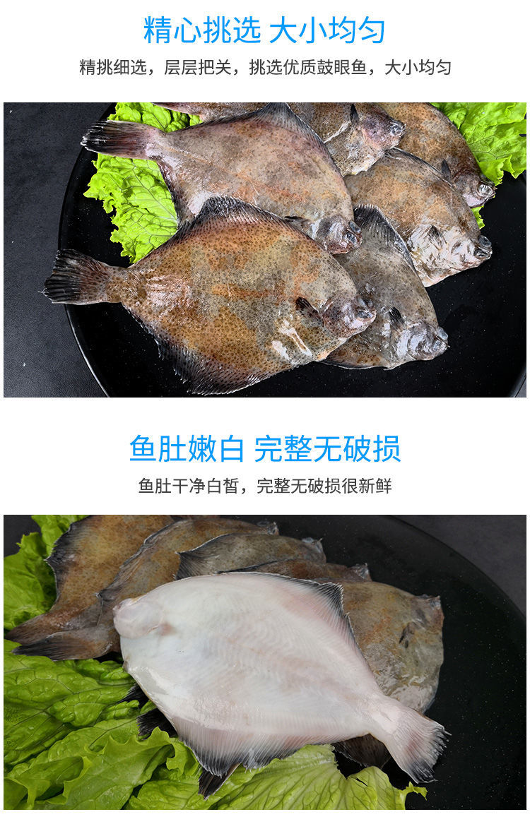 鼓眼鱼青岛偏口鱼鲜活高眼鱼豆鼓鱼生鲜牙片鱼偏口鱼生鲜批发 腾旺纳