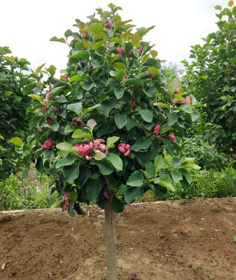 玉兰花树苗庭院绿化南方北方耐寒风景树紫玉兰白玉兰树苗d7 红雨纱(2