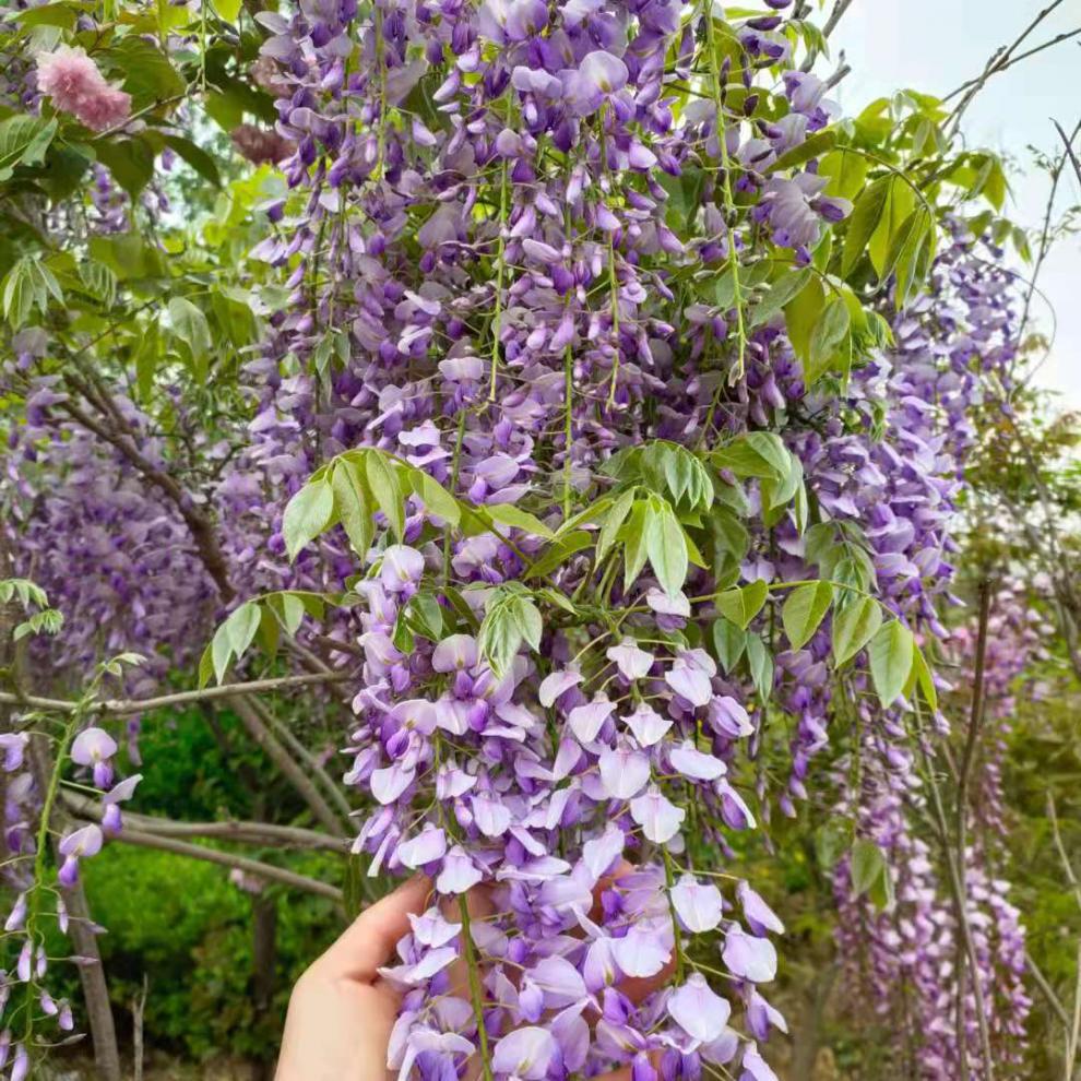 畷园 紫藤花苗爬藤植物树苗老桩丰花普罗旺斯多季庭院阳台攀援盆栽