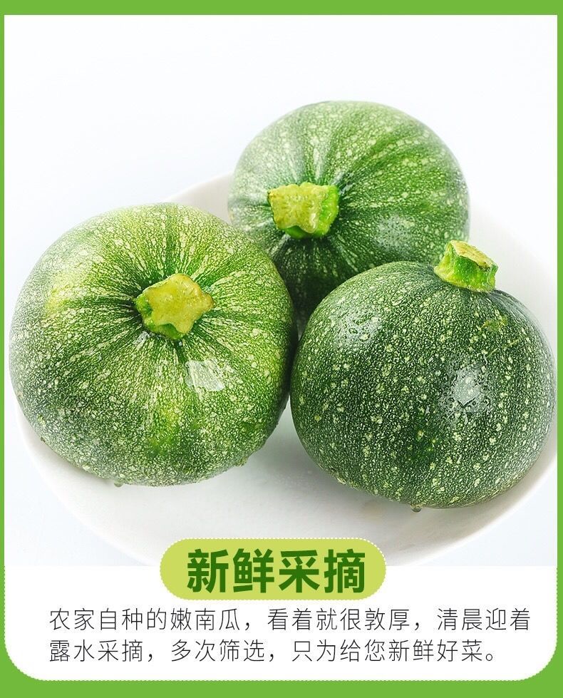 四川新鲜南瓜小圆瓜批发圆形西葫芦绿皮青皮嫩瓜时令蔬菜 嫩南瓜5斤