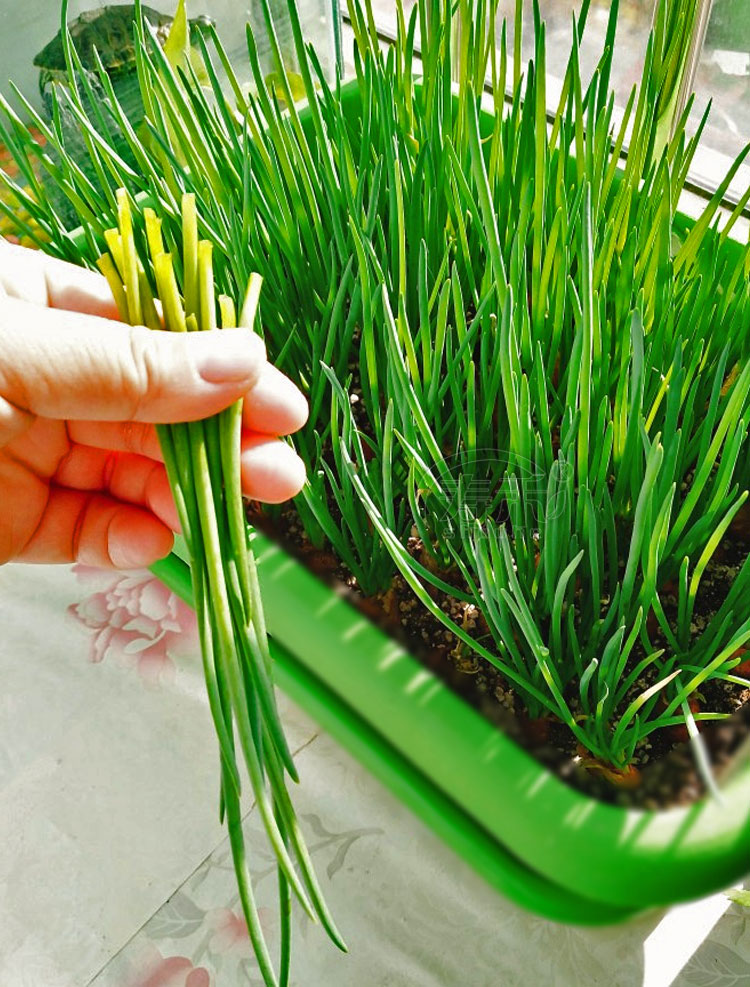 寿禾四季小香葱种头葱种籽火葱红头葱种子苗阳台盆栽葱苗小葱孑火葱头