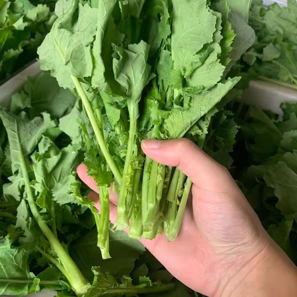 四川新鲜油菜苔 青菜苔小油菜青菜苔薹 3斤【图片 价格 品牌 报价】-