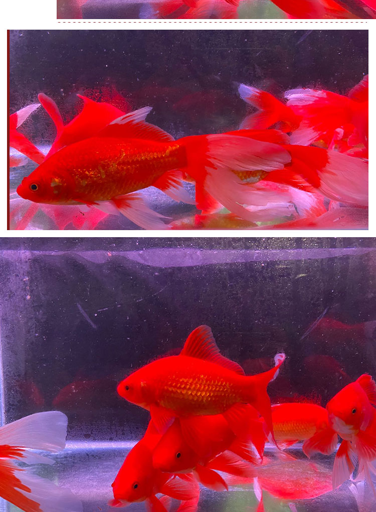 秋穎長尾大紅草金活體金魚活魚錦鯉好養淡水觀賞魚冷水不加溫魚苗1820