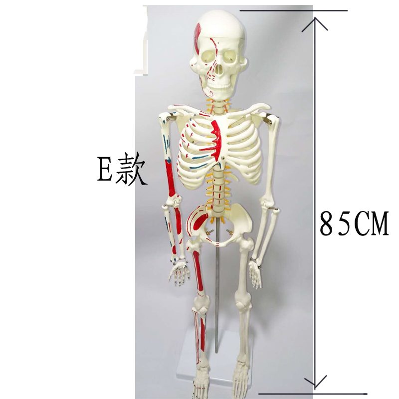 人體骨骼模型骨架小白全身脊椎仿真醫學結構解剖骷髏脊柱兒童玩具20cm