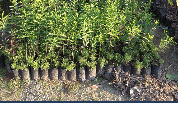 珍稀苗木名贵印度檀香木树檀香树苗老山檀香树树苗带叶发货正宗 印度