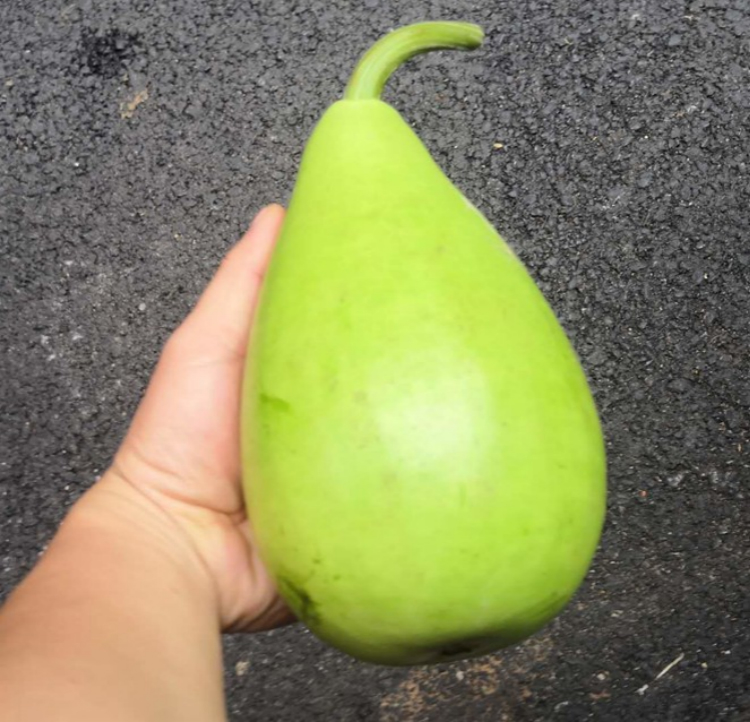 现货新鲜蒲瓜田蒲农家种植短瓠 瓠瓜 新鲜农家菜 葫芦瓜 10斤