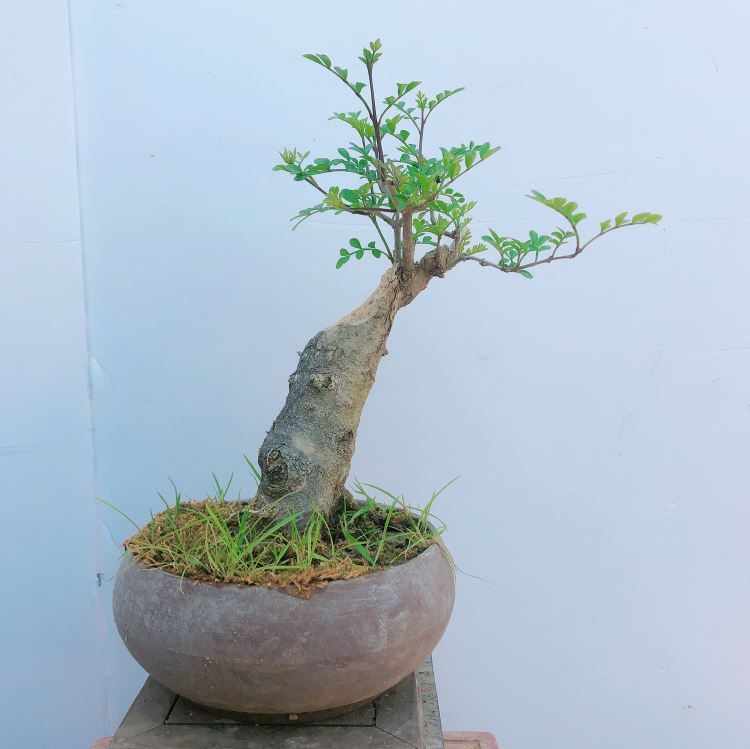 对节白蜡盆景微型盆景对节白腊对节白蜡老桩盆栽桌面绿植实物浅灰色