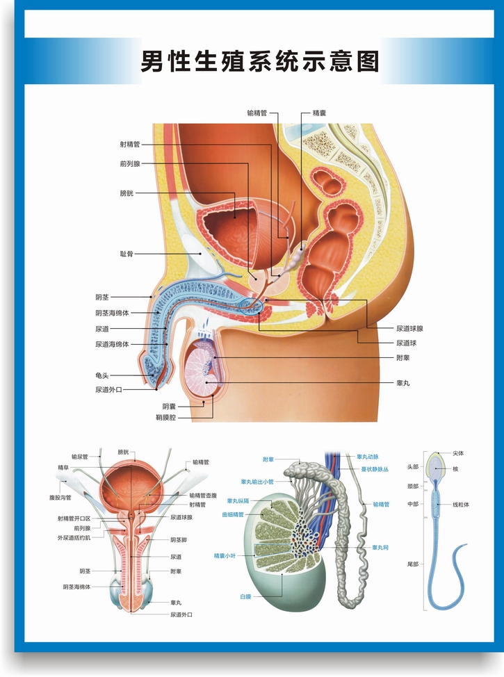 男性生殖挂图生殖器官海报图片医院科室男科挂图 睾丸的构造示意图 40