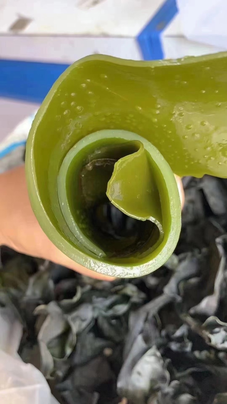 潮汕特产海带头特厚干货泡发12倍野生无沙无盐烘干海带250克 100g