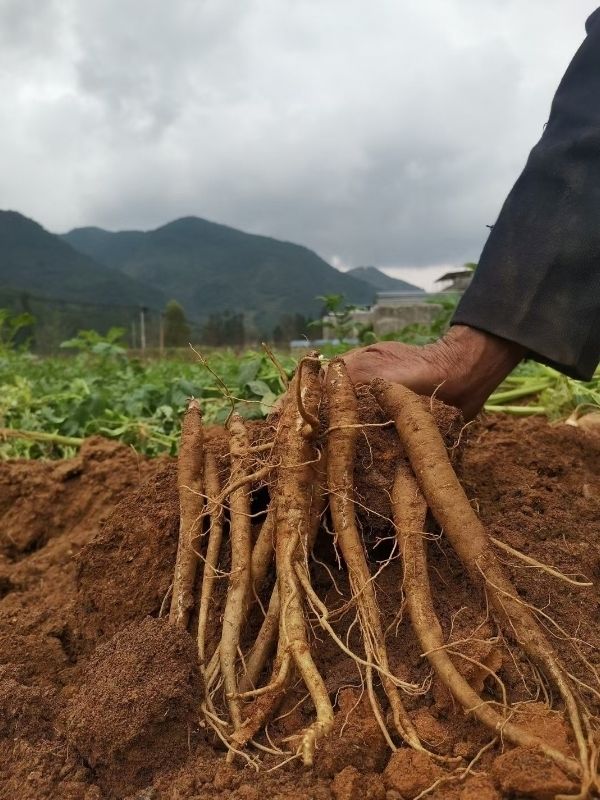 有仁堂大凉山甜当归整根农家现挖新鲜蔬菜粉糯土当归煲汤炖汤5斤新鲜