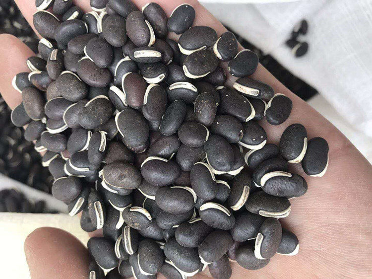 葛藤种子护坡种籽百花银背藤野葛根边坡绿化藤本植物沙土巩固爬藤