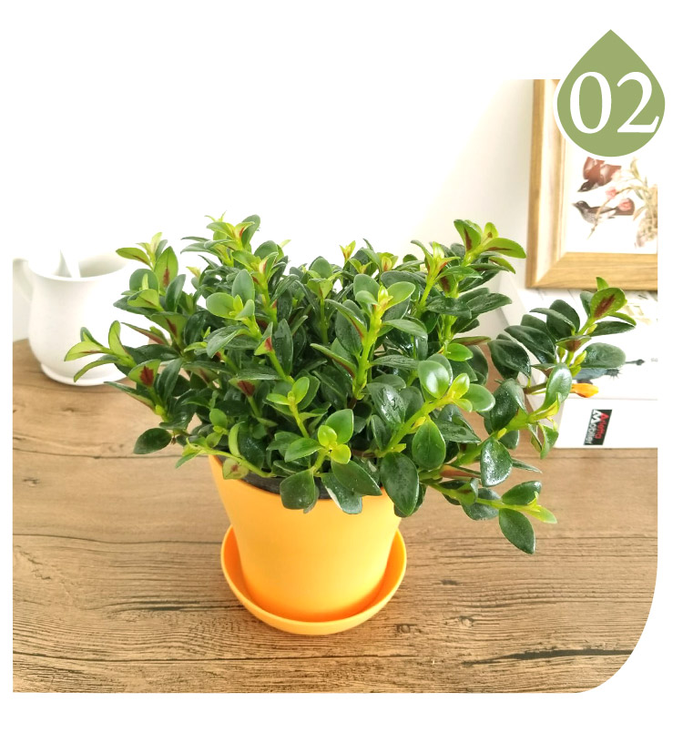 金鱼吊兰盆栽带花苞四季垂吊绿植室内客厅阳台金鱼嘴吊兰植物 金鱼