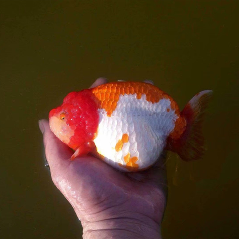 工匠头潘氏小尾奶牛精品兰寿金鱼苗观赏鱼冷水三色风水水墨包活67厘米