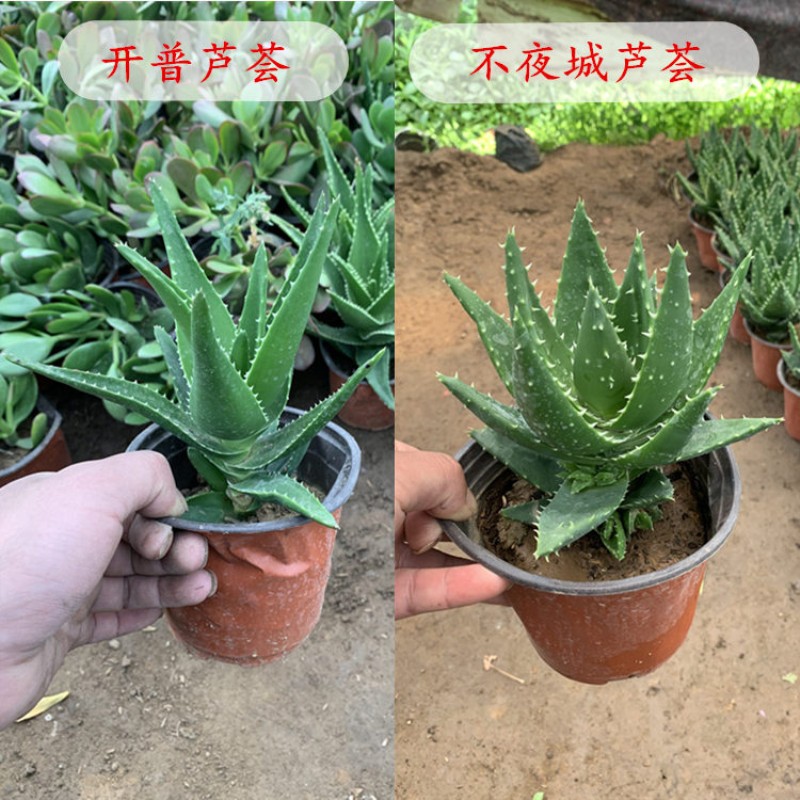 好望角芦荟(好望角芦荟是稀有品种吗)