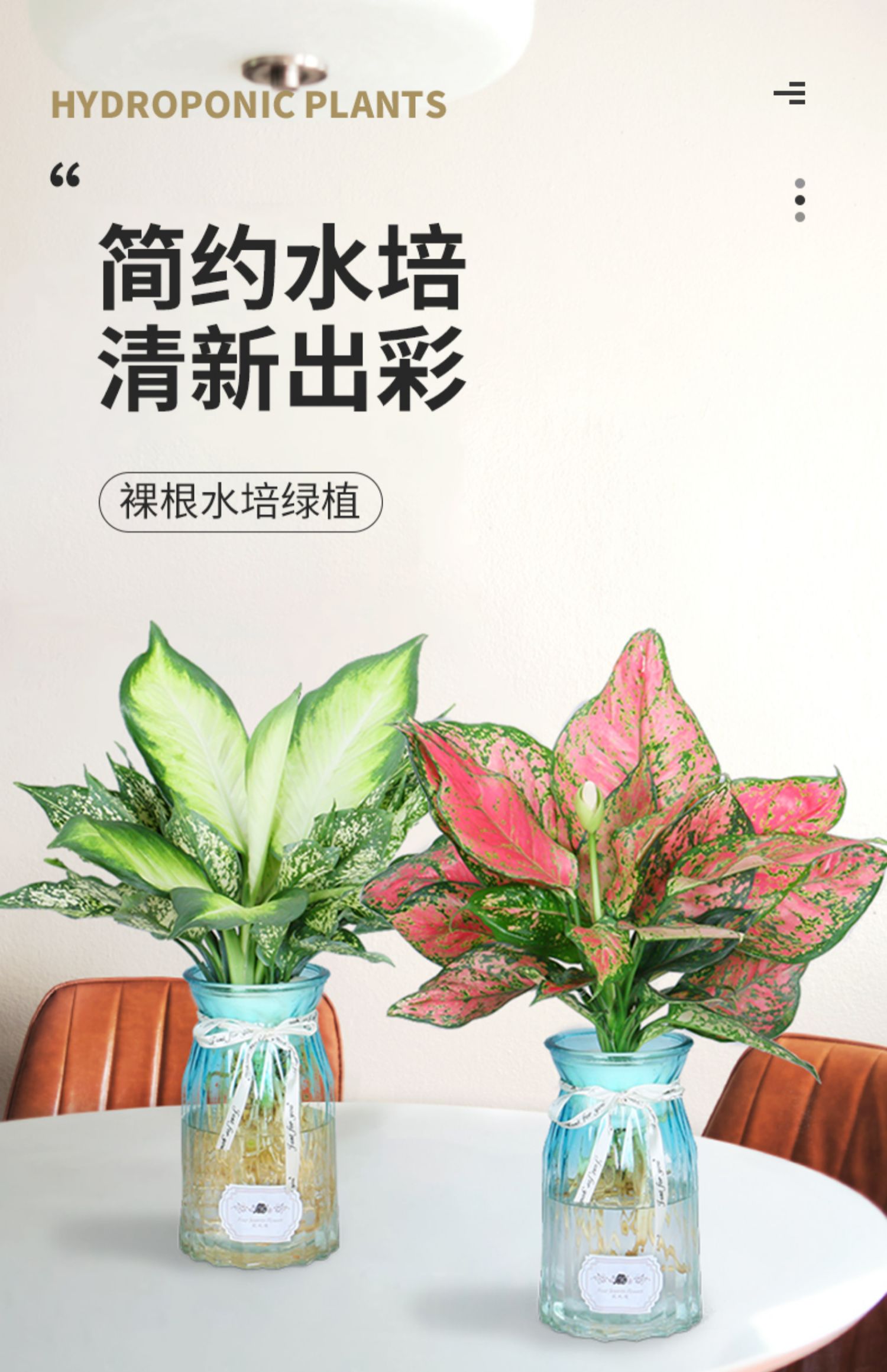 水培如意皇后花盆栽室内客厅办公室四季植物好养花卉水养小绿植裸根