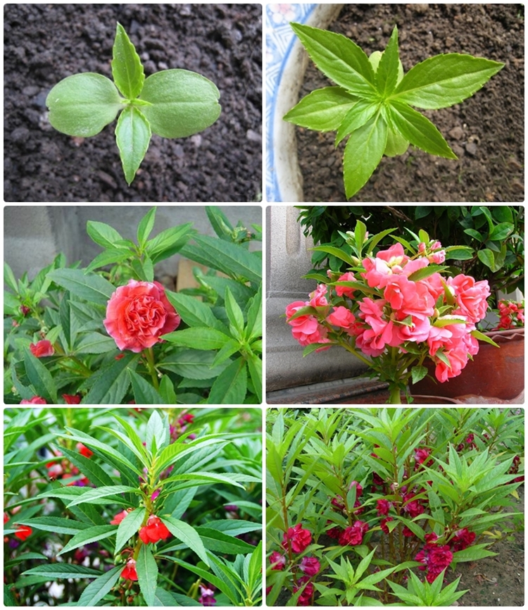 花明月茶花凤仙花种子指甲草七彩凤仙非洲凤仙中国凤仙花种子易发芽的