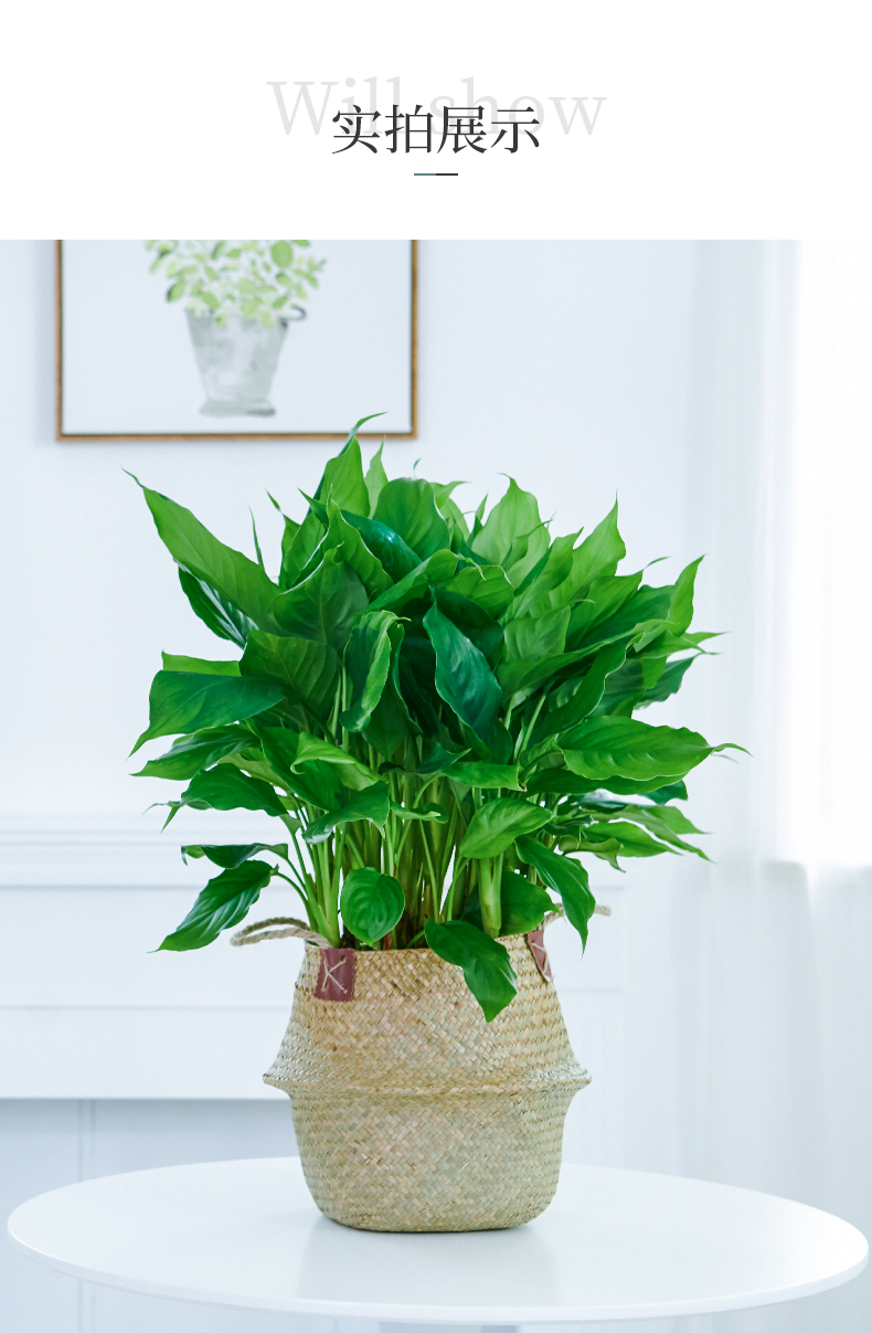 惜林园 万年青盆栽植物室内绿植大型四季常青大叶办公室吸甲醛 万年青