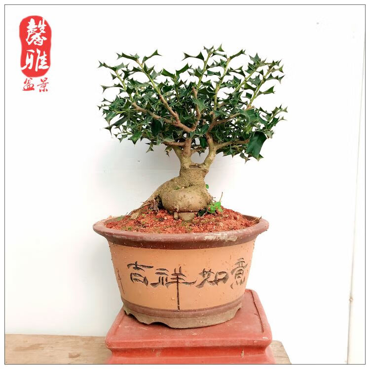 盆景 猫儿刺枸骨盆栽 桌面绿植 耐寒实物 327 带盆栽好【图片 价格