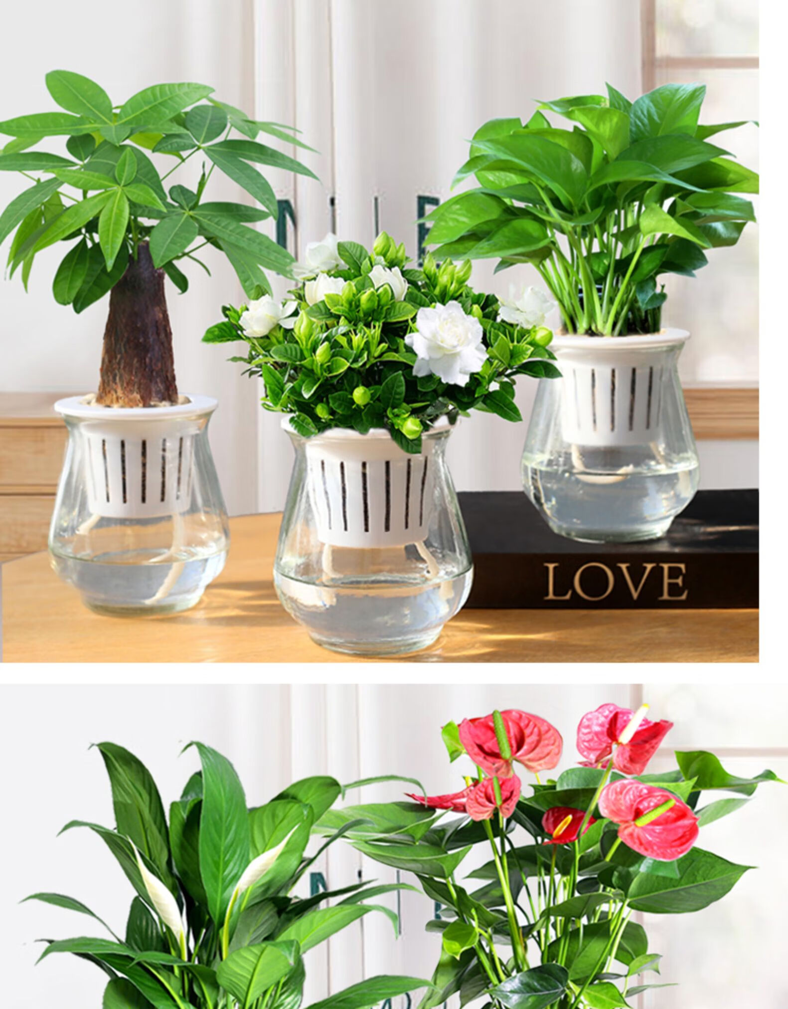 心头肉红掌盆栽室内水培水养开花植物办公室四季好养绿植白掌一帆风顺