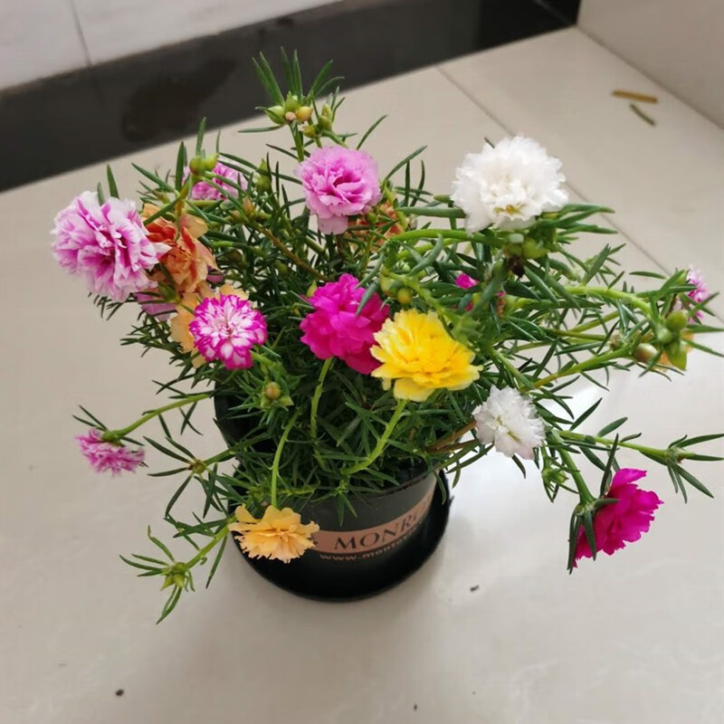 牵挂太阳花盆栽太阳花室内外盆栽阳台花卉植物太阳花重瓣多花色四季