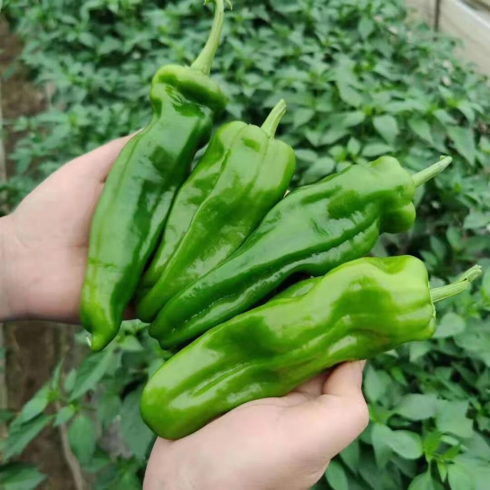 河南农家自种新鲜青辣椒中辣青椒菜椒牛角椒带箱5斤时令蔬菜半斤半斤